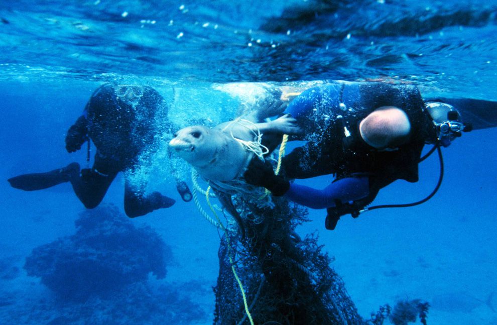 Monk Seal in Ghost-Fishing net