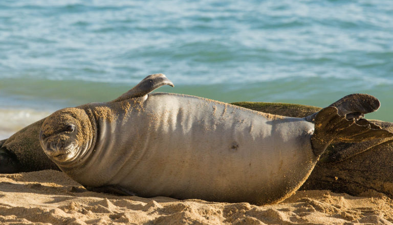 Read more about the article The Year of the Monk Seal
