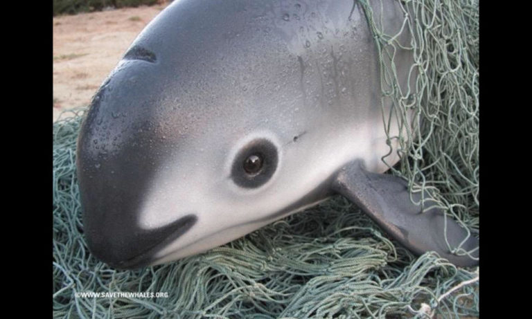 Vaquita Pic 1