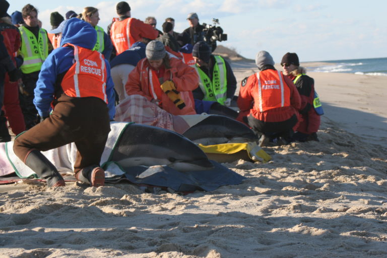 Read more about the article Sick and Stranded: The Story of Cetacean Morbillivirus