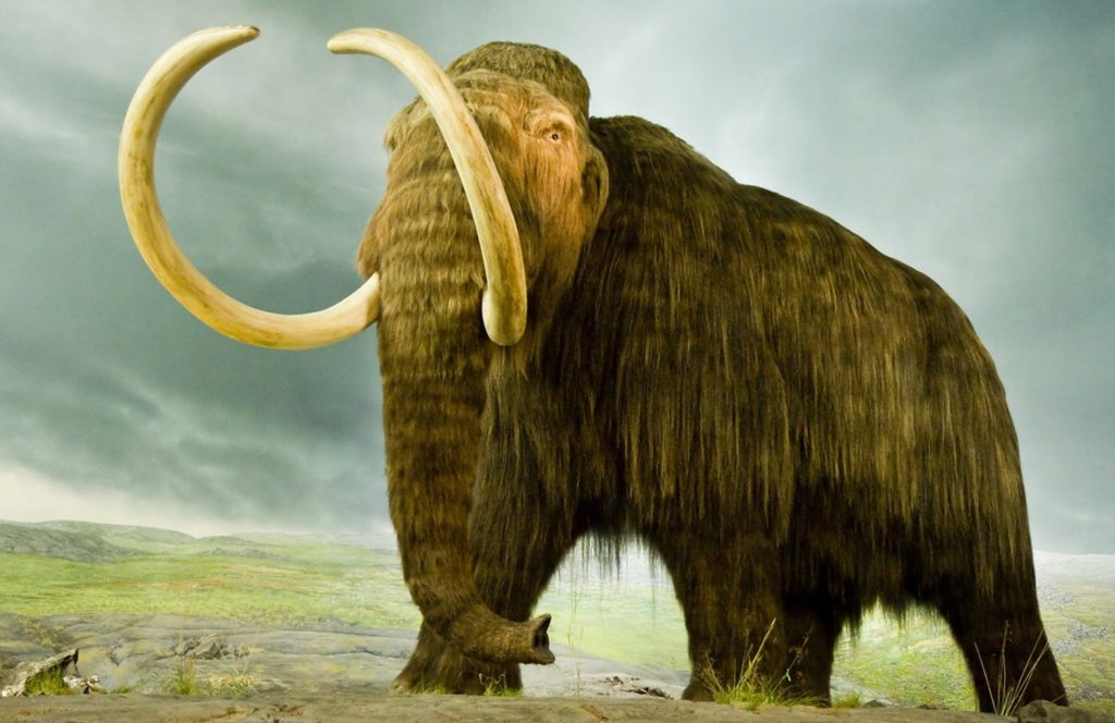 Read more about the article The Hairy Science of Cloning a Mammoth