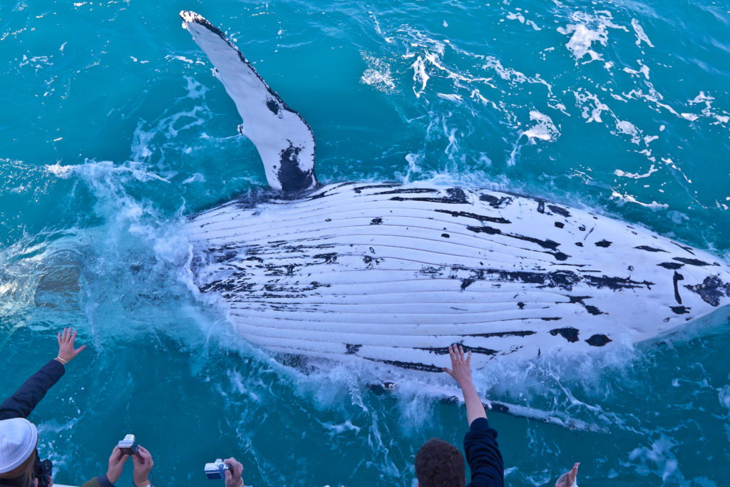 Read more about the article Gone (Ethical) Whale Watching