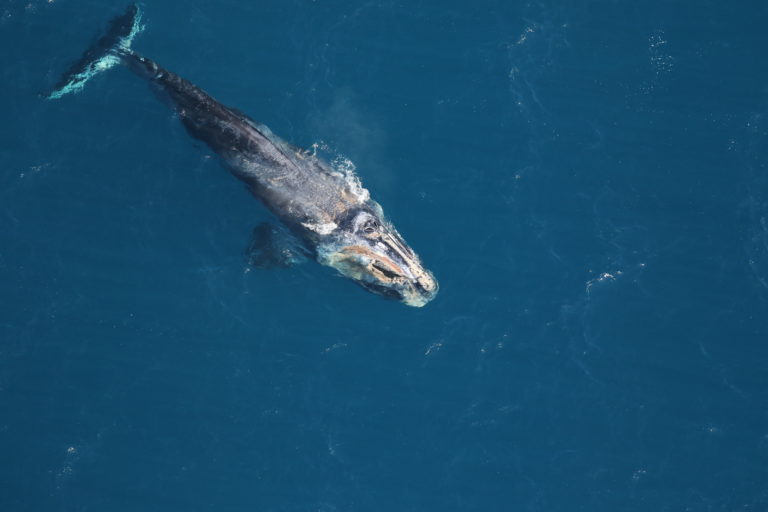 Read more about the article Right Whale Season Gone Wrong