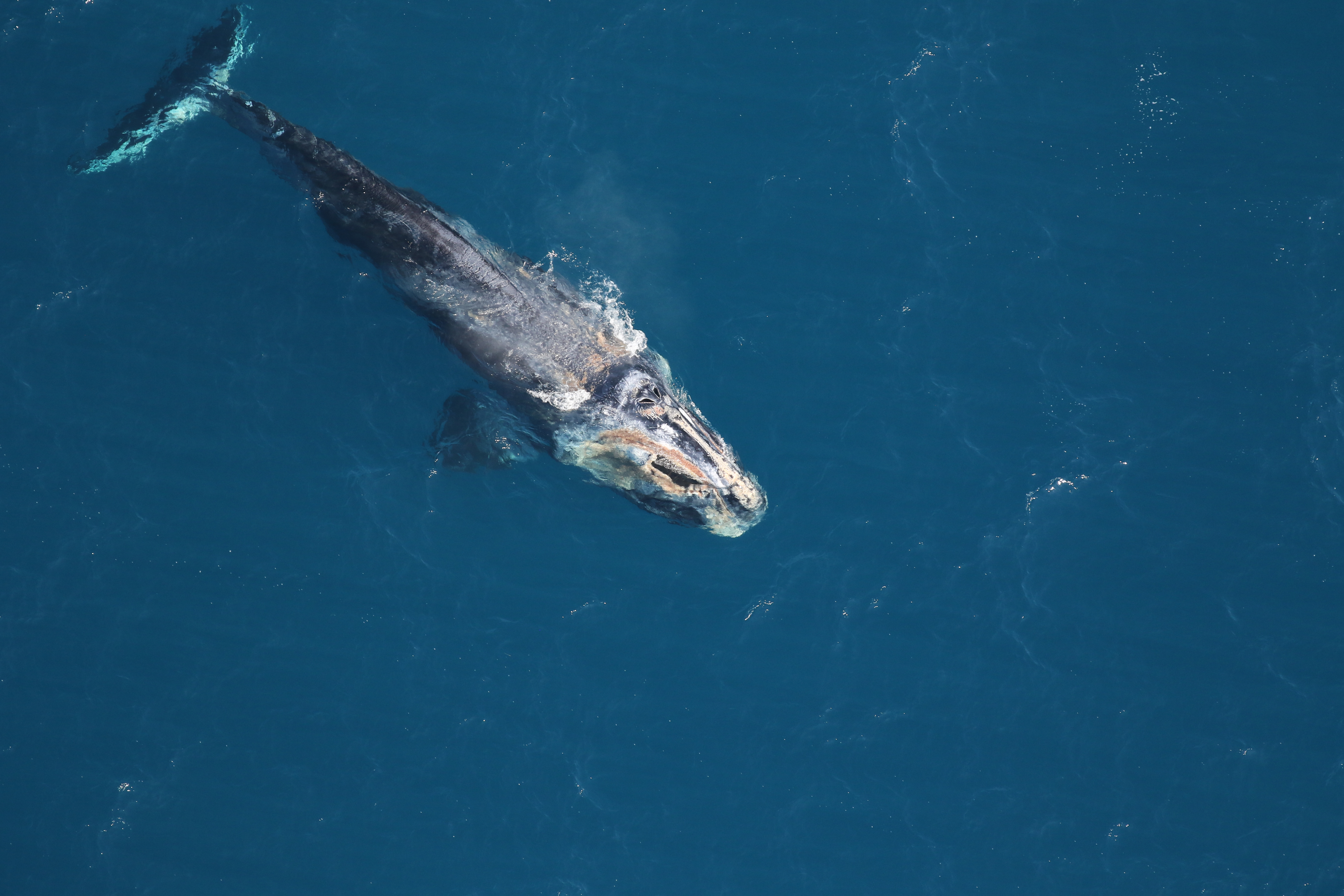 You are currently viewing Right Whale Season Gone Wrong