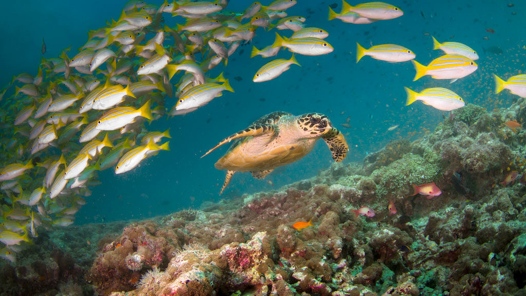 Read more about the article Marine Protected Areas