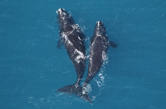 Right whales 30 miles off Jekyll Island Feb. 15 (Sea to Shore Alliance/NOAA permit 20556)