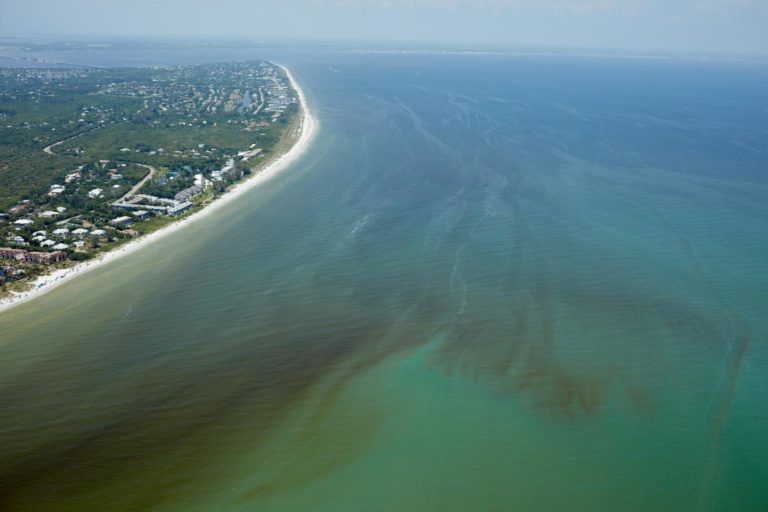 An aerial image of the Floridian coast shows the discoloration caused by millions of Karenia brevis cells. Photo credit: Image: National Geographic (Ben Depp)