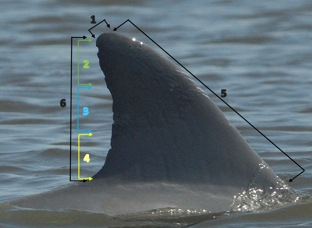 Fins for Fingerprints Dolphin Ecology Program